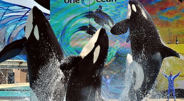 Aprueban ampliación de tanques de orcas de SeaWorld