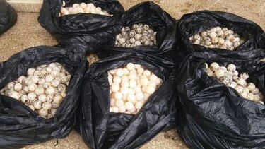 Dictan multa de 600 dólares en caso de decomiso de huevos de tortuga en Los Santos