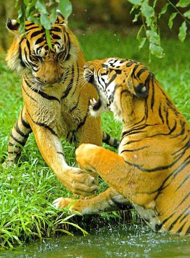 Menos de 50 tigres salvajes en Vietnam, la mitad que hace una década
