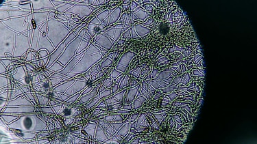 ICBG lleva la ciencia a las aulas