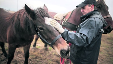 Caballos con ‘ocupación’
