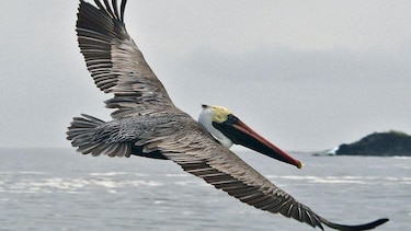 ‘Después de 200 años, volvemos a ver esta especie’: el sorpresivo regreso de las aves perdidas a las Islas Galápagos