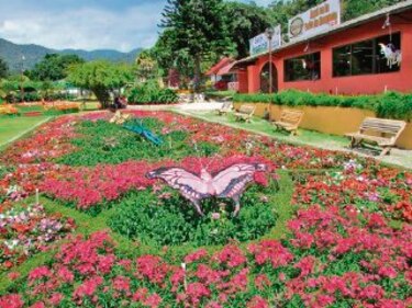 Flores y aroma de café engalanan Boquete