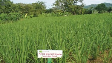 Haití cultiva arroz y maíz biofortificado de Panamá