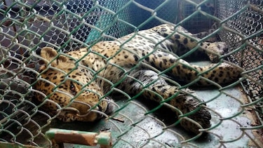 Capturan a un leopardo en una fábrica de India tras 36 horas de búsqueda