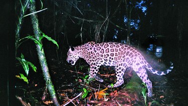 Por el corredor del jaguar