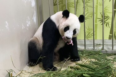 Zoológico de Singapur cría el primer cachorro de panda