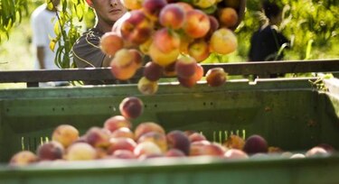 La UE dará ayuda económica a productores de melocotones y nectarinas