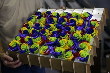 Ecuador tiñe rosas que duran mucho más allá de San Valentín