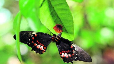 Conociendo las mariposas