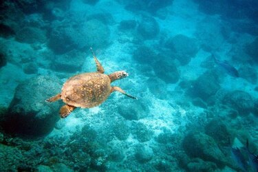 Advierten que estado del arrecife de coral mesoamericano es crítico y frágil
