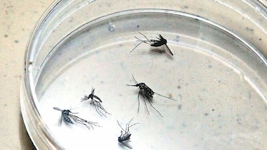 Aplican en los mosquiteros un medicamento antimalaria