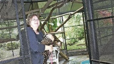 Cazadores acaban con los ocelotes