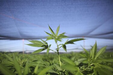 Washington tiene demasiados cultivos de marihuana
