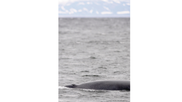 Islandia prevé dejar de cazar ballenas a partir de 2024