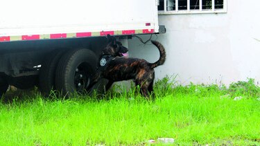 Entrenados para la seguridad pública