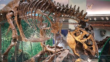 Nueva sala para los dinosaurios en el Smithsonian
