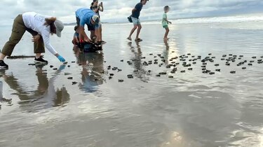 Liberación de tortugas en Punta Chame: una lección de resiliencia y conservación