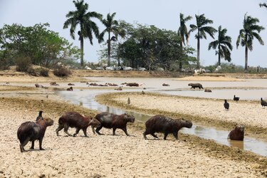 El Casanare busca cambiar hidrocarburos por turismo de naturaleza en Colombia