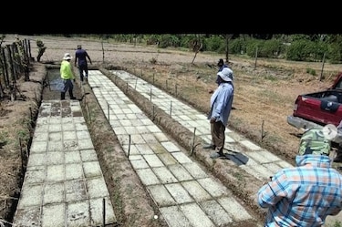 Marañón en peligro: el Idiap evalúa material genética para combatir hongos en su cultivo