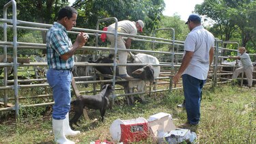 Herrera: Activan plan de vacunación a reses en Las Minas