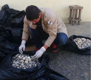 Estudio del STRI evidencia el peligro de consumir  huevos de tortuga  baula    