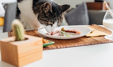 ¿Come bien su mascota? La alimentación también previene complicaciones