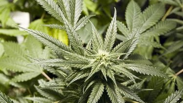 Sopesan dar marihuana a mascotas enfermas