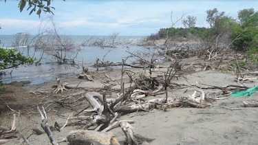 Piden proteger zona de manglar del refugio de vida silvestre El Peñón de La Honda
