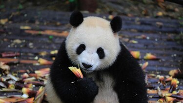 Dos pandas 'embajadores' de China llegan a Berlín