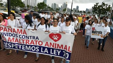 Rescatistas solicitan mayores estrategias para poner un alto al maltrato animal