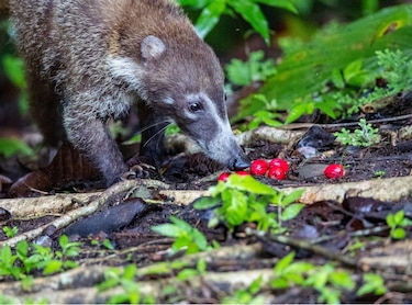 Virola: la reina del bosque