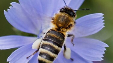 Asombrosa disminución de insectos en Alemania