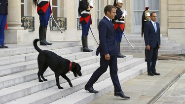 El perro de Emmanuel Macron se orina en plena reunión oficial