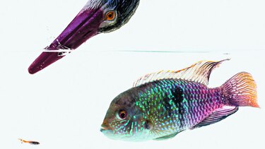 Peces tienen ‘personalidad’
