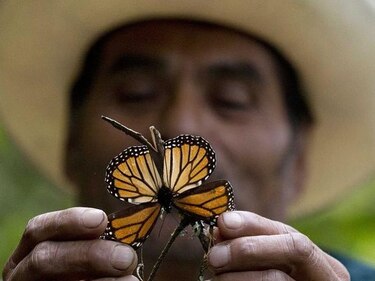 Mina de cobre amenaza para mariposa monarca