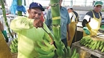 El oro verde vuelve a brillar en Barú