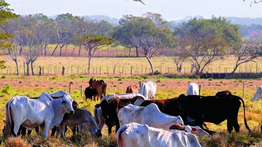 Carnes y pescados, la fórmula de la recuperación