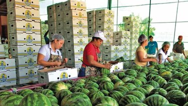 Exportaciones panameñas con saldo positivo en 5 meses