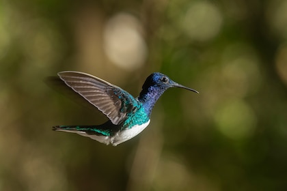 Panamá la Verde y la tentación de la serpiente