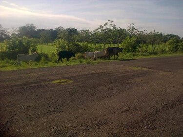 Ganado en soltura impide aterrizaje de avionetas en El Valle de Tonosí