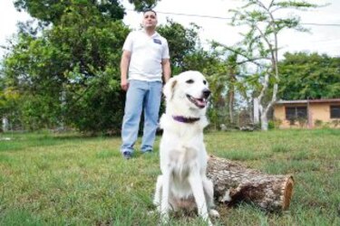 Perros con males de humanos