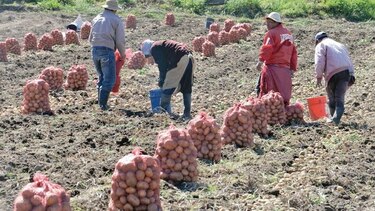 Detectan fallas en 177 empresas dedicadas a importar