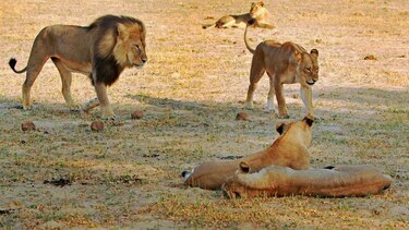 Zimbabue sospecha que otro cazador estadounidense mató furtivamente a un león