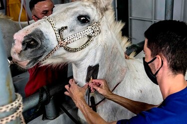 Costa Rica apuesta a plasma equino para bajar hospitalizaciones por Covid-19