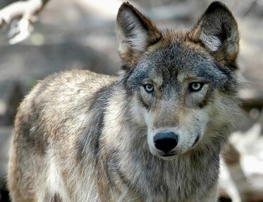 Animales adoptan hábitos nocturnos para evitar a humanos