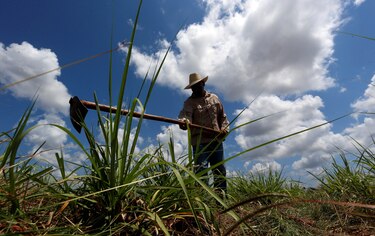 Cuba reconoce fallas en proceso para reactivar producción de azúcar