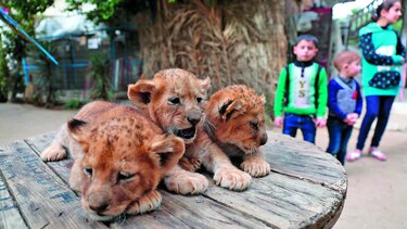 Puede comprar sus cachorros de león
