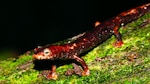 Por la conservación de los anfibios