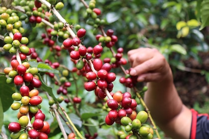 El ‘café más caro del mundo’ en Panamá busca mantener el liderazgo pese al reto climático